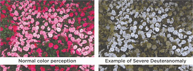 Image of color perception comparison.